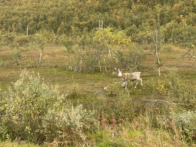 Reindeer