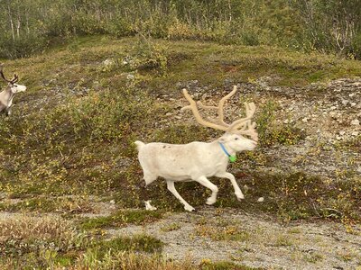 Reindeer