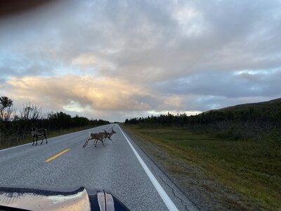 Reindeer in front of the car