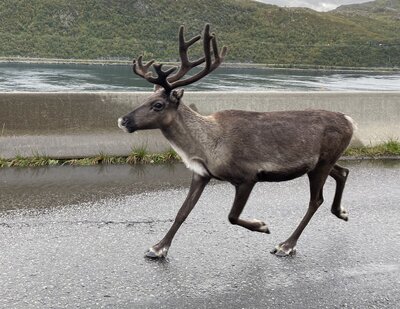 Reindeer tracking our car