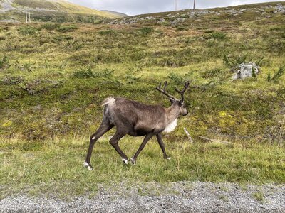 Reindeer staring at our car