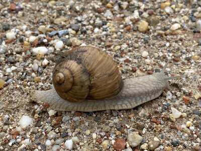 A big'ol snail at the AT/HU border